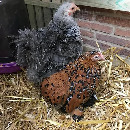 Manoir Des Lions De Bed & Breakfast 3*