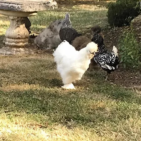 Manoir Des Lions De Bed & Breakfast Tourgéville