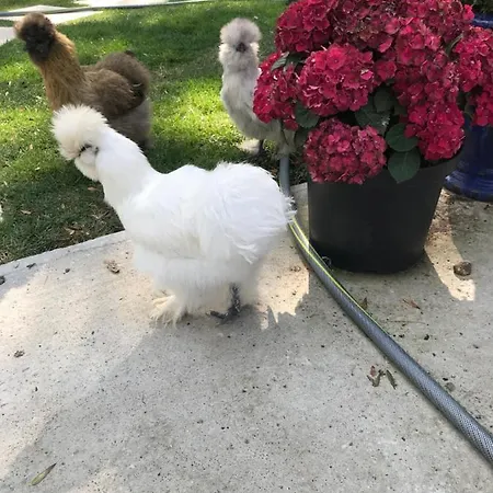 Manoir Des Lions De 3*