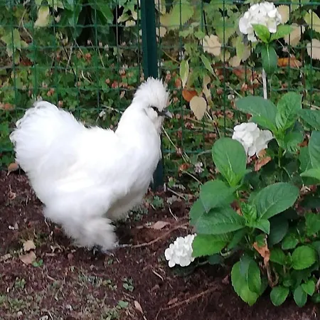 Nocleg ze śniadaniem Manoir Des Lions De 3*