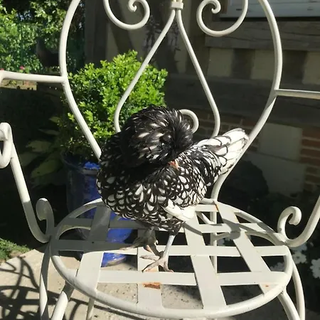 Manoir Des Lions De Nocleg ze śniadaniem 3*