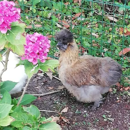 Nocleg ze śniadaniem Manoir Des Lions De 3*