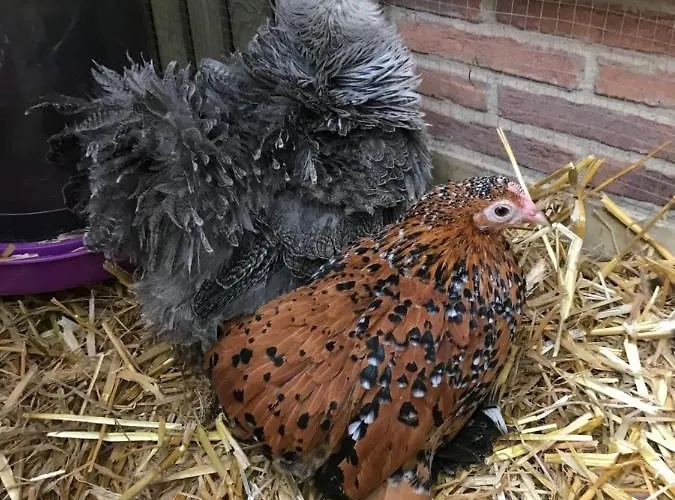 Manoir Des Lions De Bed & Breakfast 3*