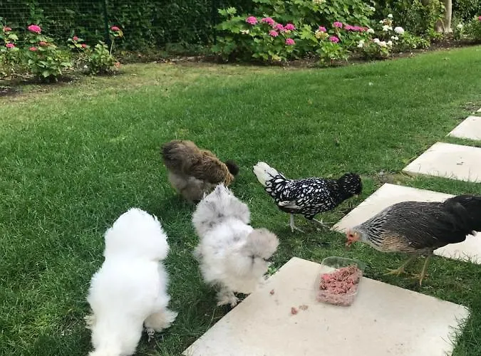 Manoir Des Lions De Отель типа 