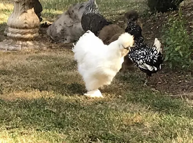 Manoir Des Lions De Bed & Breakfast Tourgeville