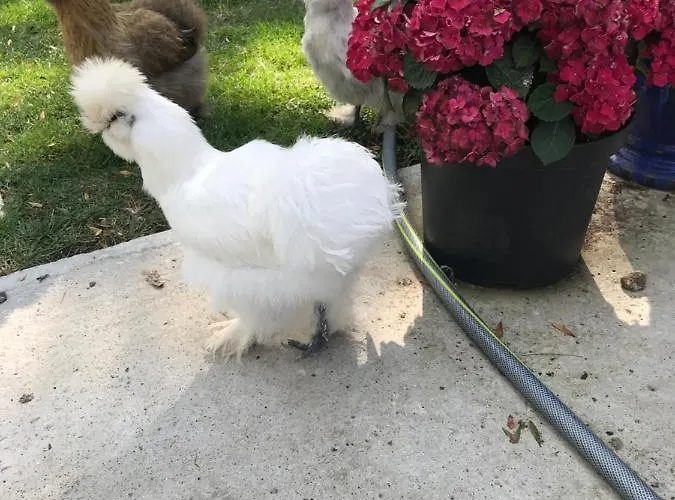 Manoir Des Lions De 3*