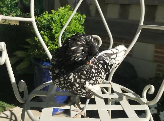 Manoir Des Lions De Bed & Breakfast 3*