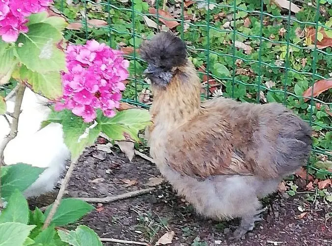 Bed & Breakfast Manoir Des Lions De 3*